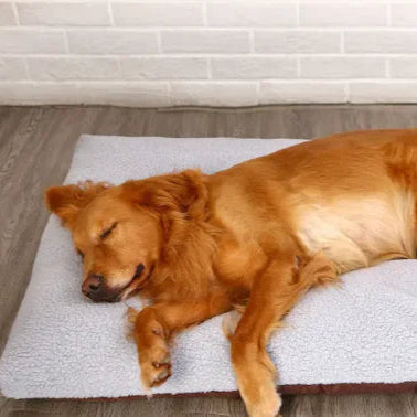 CloudRest™ – Pluche Rustbed voor Kat & Hond